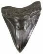 Sharp, Fossil Megalodon Tooth - Georgia #52803-1